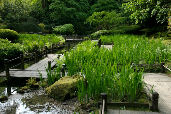 Japanese Garden: Waiting For The Irises