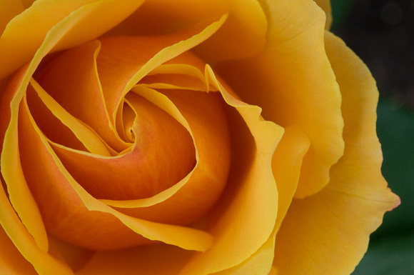 Yellow Rose (About Face)