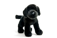 Black Lab Puppy