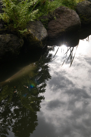 Reflection in the Pond