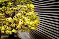 Bonsai Japanese Maple at the Ellie M. Hill Bonsai Terrace