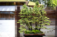 Bonsai Ezo Spruce at the Ellie M. Hill Bonsai Terrace