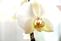 Orchid Blossoms