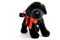 Black Lab Puppy