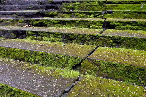 Moss-covered Steps