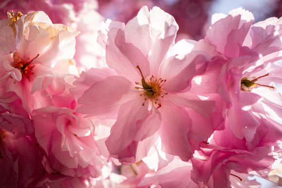 Cherry Blossoms