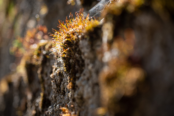 Tiny Plant