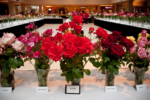 Annual Spring Rose Show