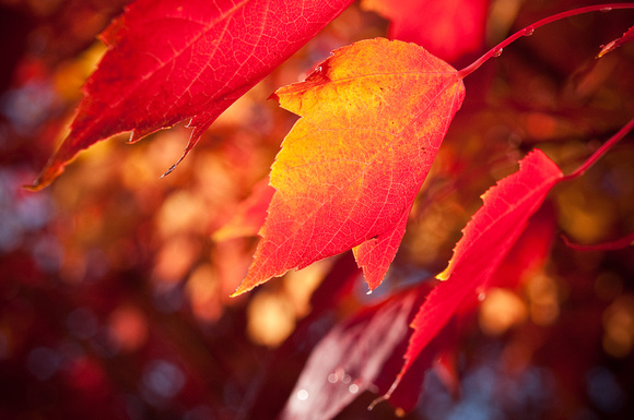 Autumn Leaves