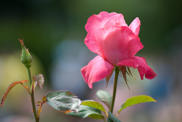 Rose in the Garden