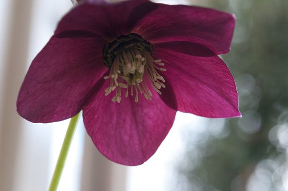 Hellebore (Original Image)