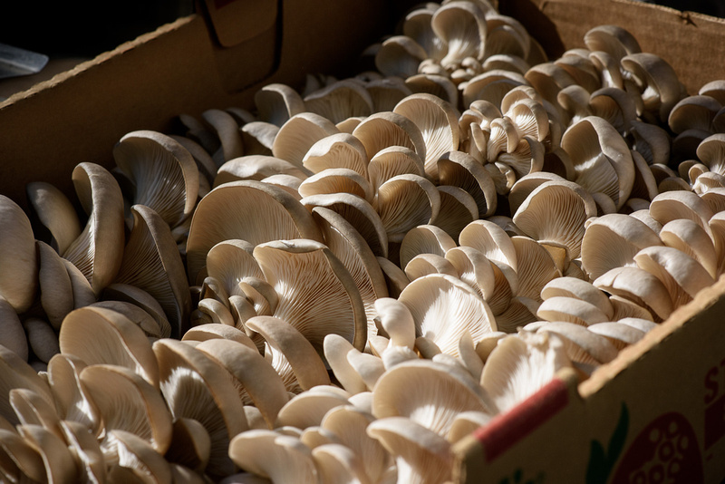 Portland Mushroom Company