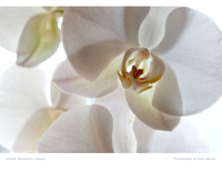 June: 2010 Calendar by Amy Sakurai