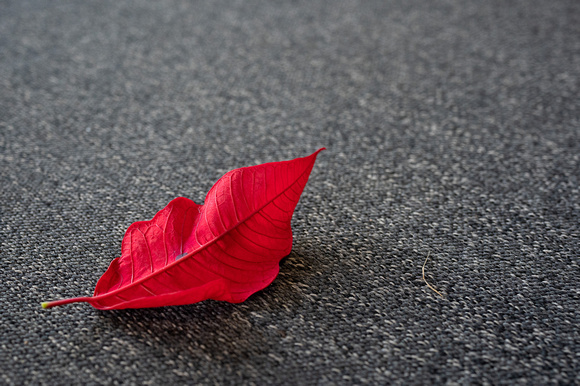 Leaf on the carpet