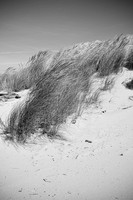 At Harbor Vista (Lane County Park)