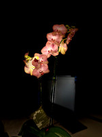 Orchid from Jennifer at Work