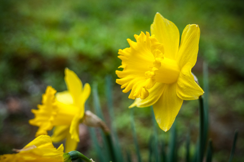 Daffodils in My Yard
