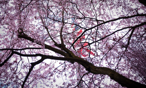 Flag and Tree Blossoms