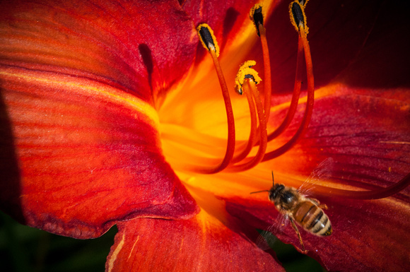 Flower and Honeybee