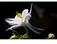Calendar Page: Photography by Amy Sakurai