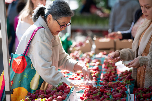 The Berry Patch