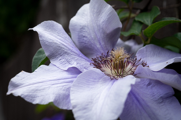 Large-flowered clematis
