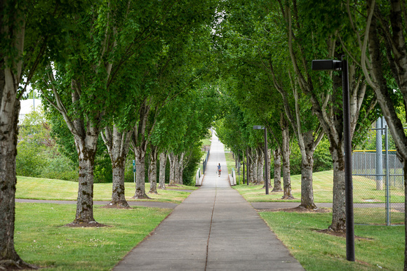 Tree-lined Walkway