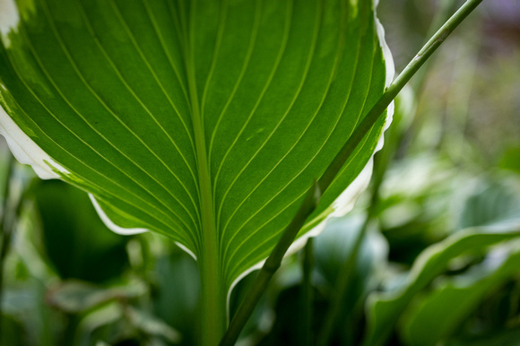 Siebold's plantain lily