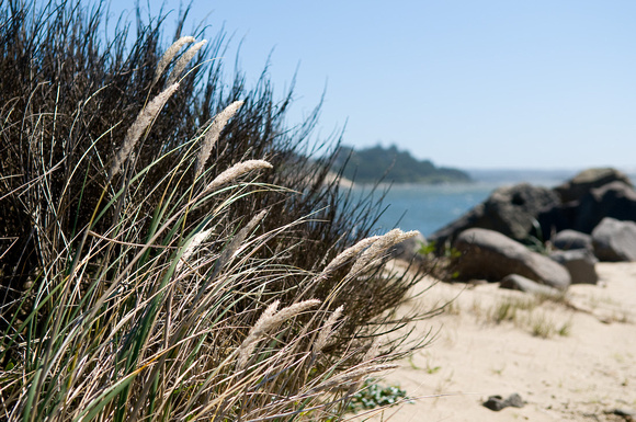 At Harbor Vista (Lane County Park)