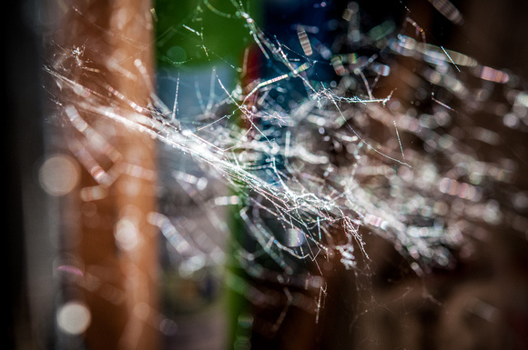Spider Web