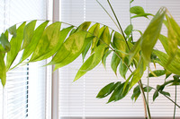 Houseplant