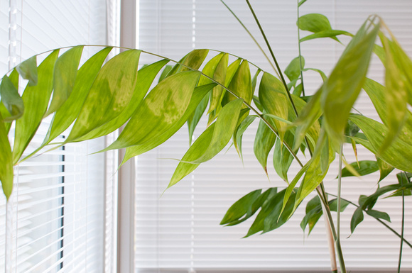 Houseplant