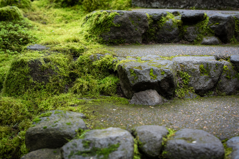Steps in the Natural Garden