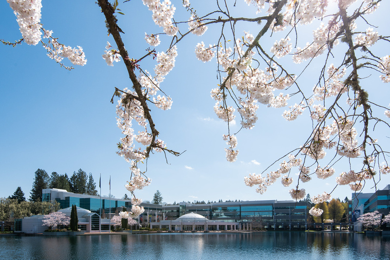 Cherry Blossoms at Lake Nike