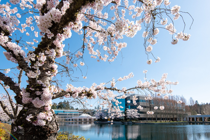 Cherry Blossoms at Lake Nike