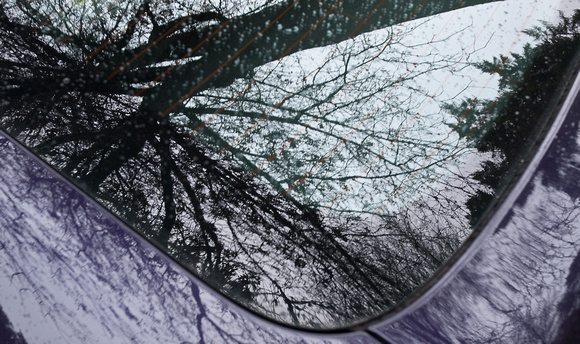 Reflection of a Tree on My Car