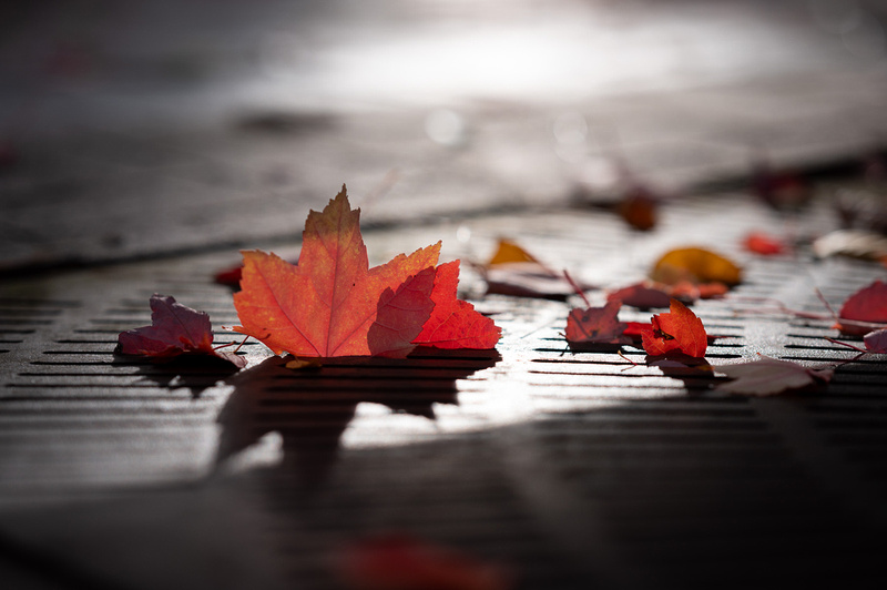 Autumn Leaves in Grating
