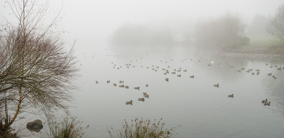 Ducks on Commonwealth Lake