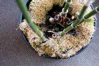 Potted Plant