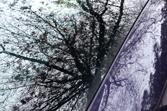 Reflection of a Tree on My Car