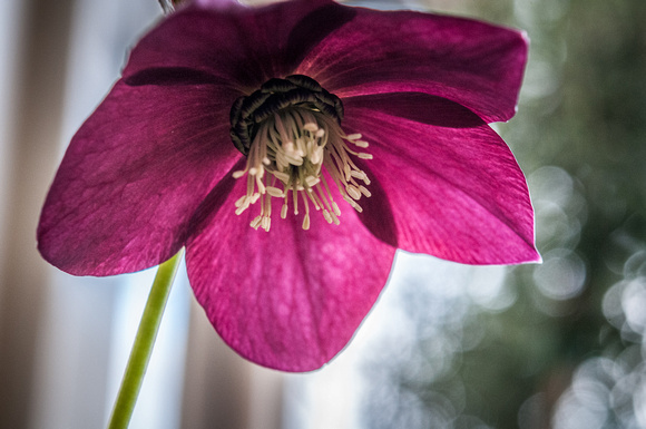 Hellebore (HDR Preset)