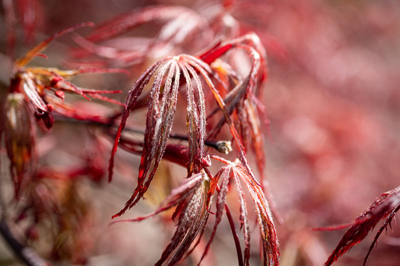 Red Dragon Japanese Maple