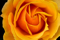 Yellow Rose (About Face)