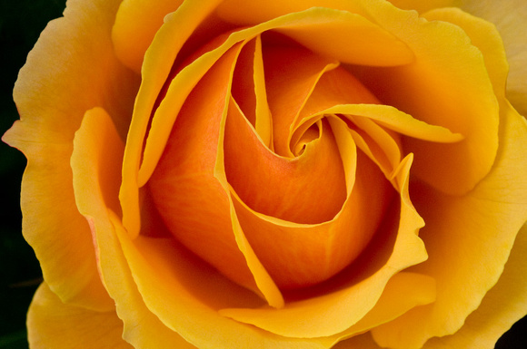 Yellow Rose (About Face)