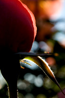 Rose bud