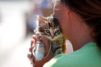 Kitten
