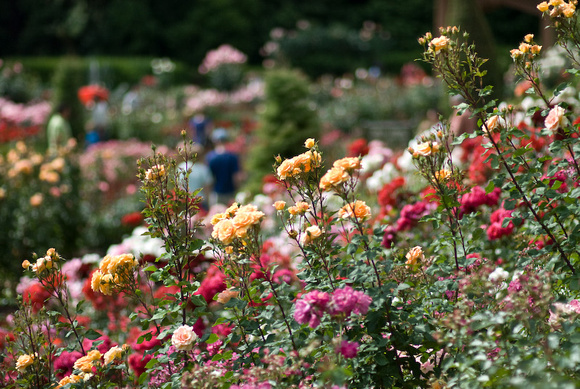 Roses On A Slope