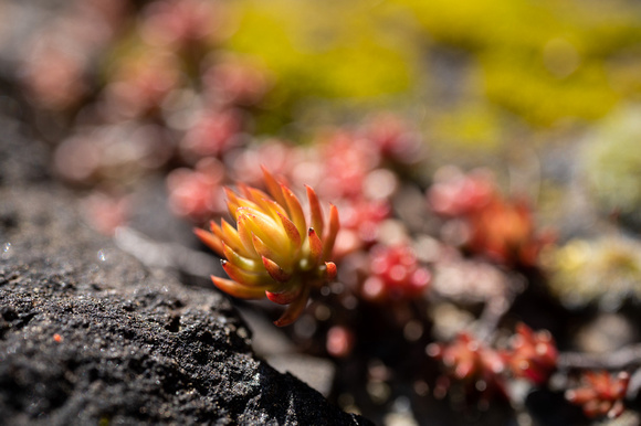 Tiny Plant