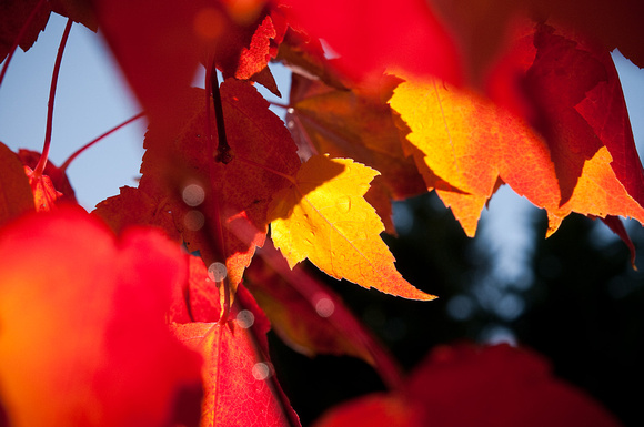 Autumn Leaves