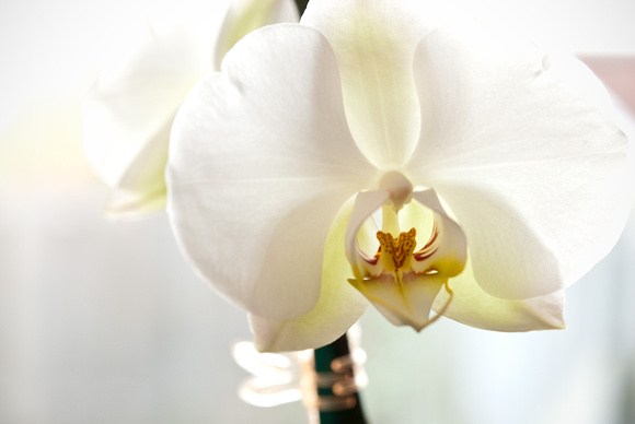Orchid Blossoms
